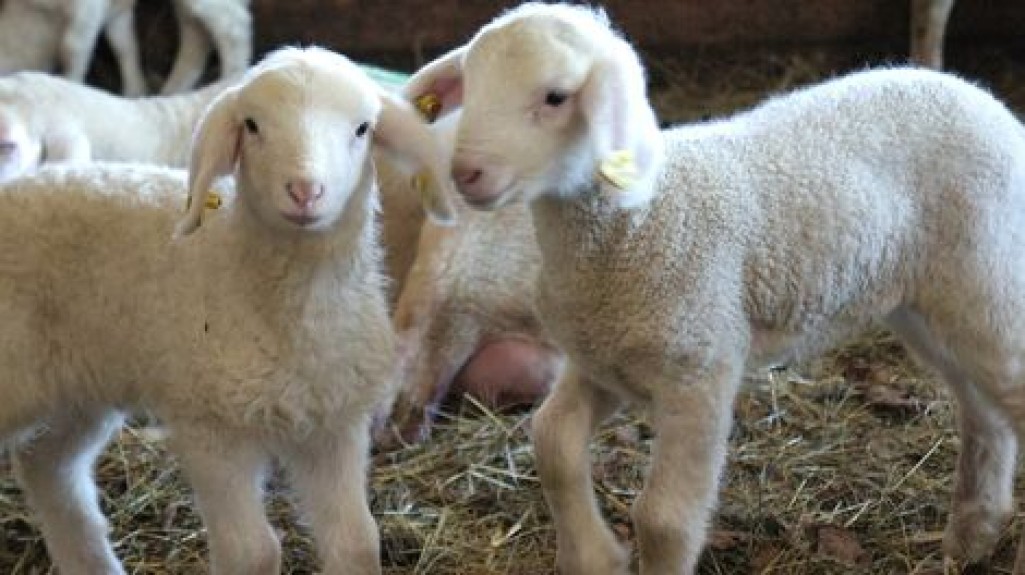 Urlaub am Bauernhof am Hauser Kaibling