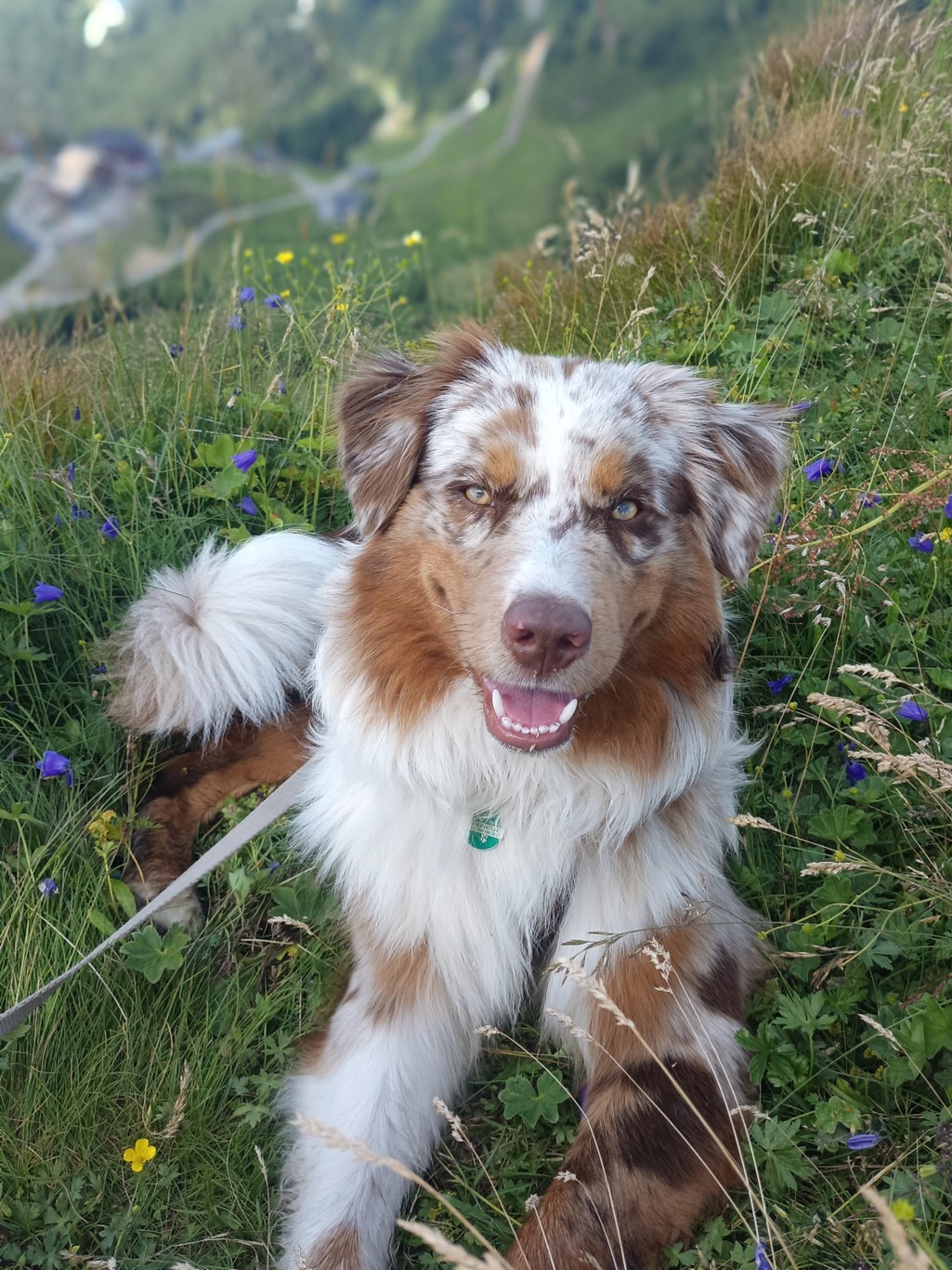 Hofhund Jaro am Dirtlergut am Hauser Kaibling
