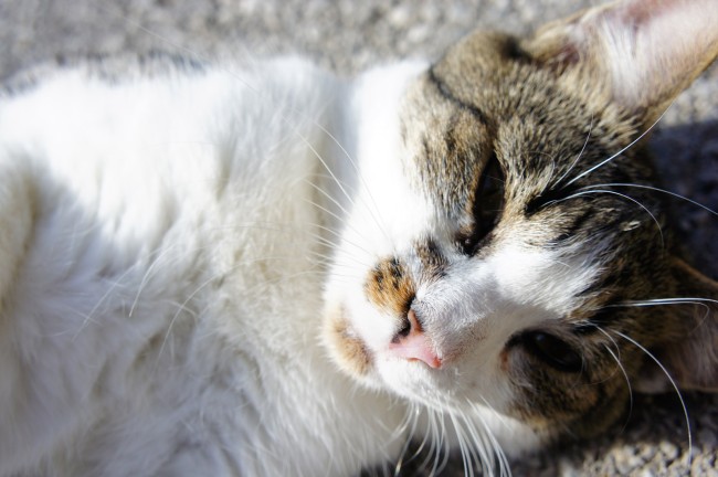 Urlaub mit Tieren am Bauernhof am Dirtlergut