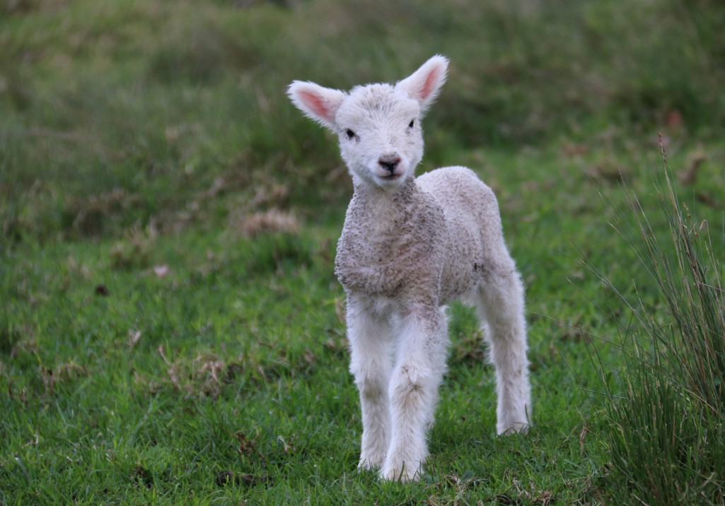 Tierbabys im Urlaub am Bauernhof Schladming-Dachstein &copy; Bill Fairs