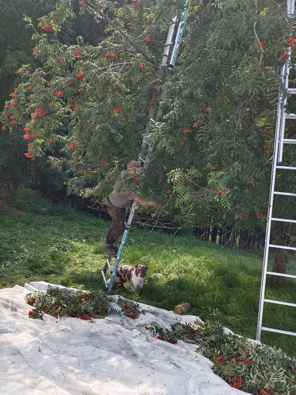Alt-Bauer Reinhard und Hofhund Jaro bei der Vogelbeer Ernte
