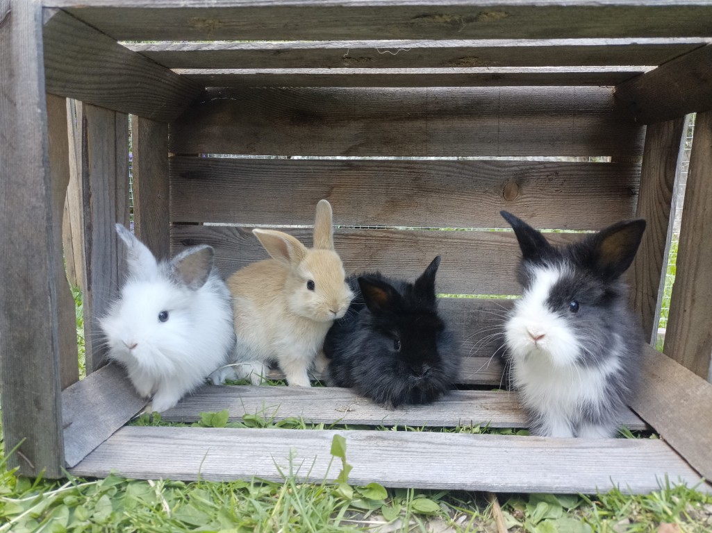 Familien-Urlaub mit Tierbegegnungen am Hauser Kaibling