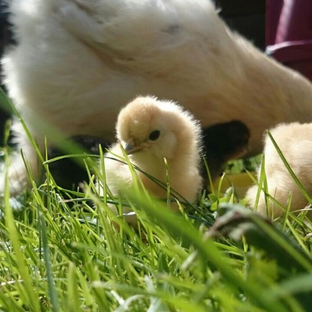 Tiere begegnen am Bauernhof-Urlaub in Haus im Ennstal