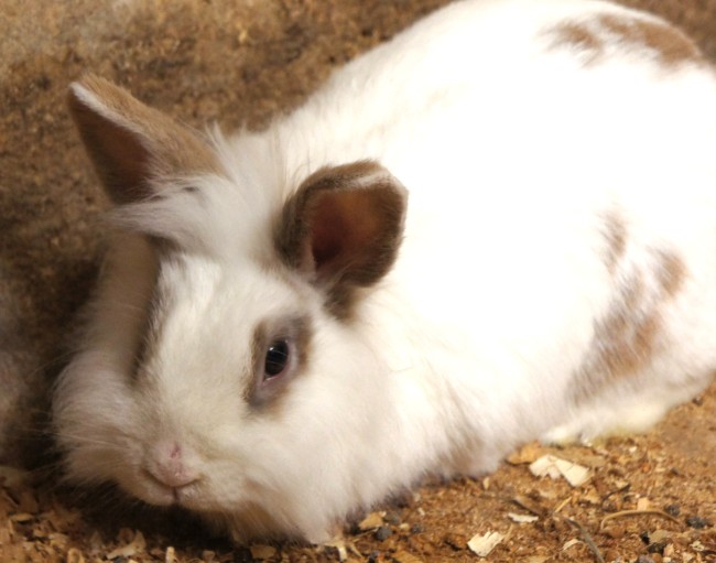 Unser Hase Lumpi am Dirtlergut am Hauser Kaibling