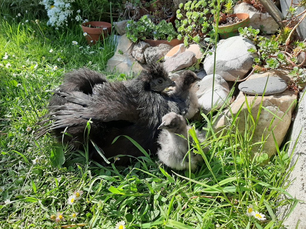 Urlaub am Bauernhof am Hauser Kaibling