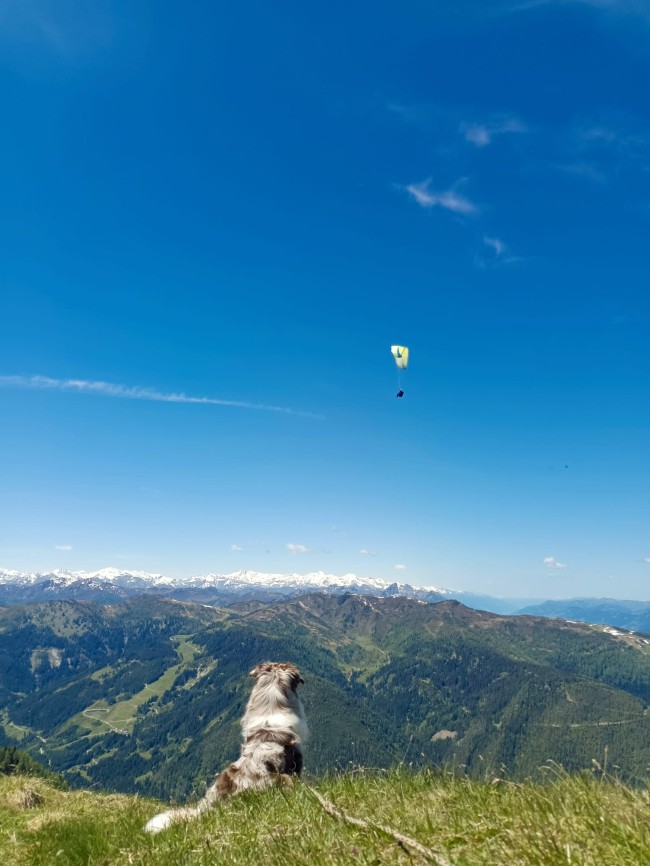 Wandern mit Hund am Berg