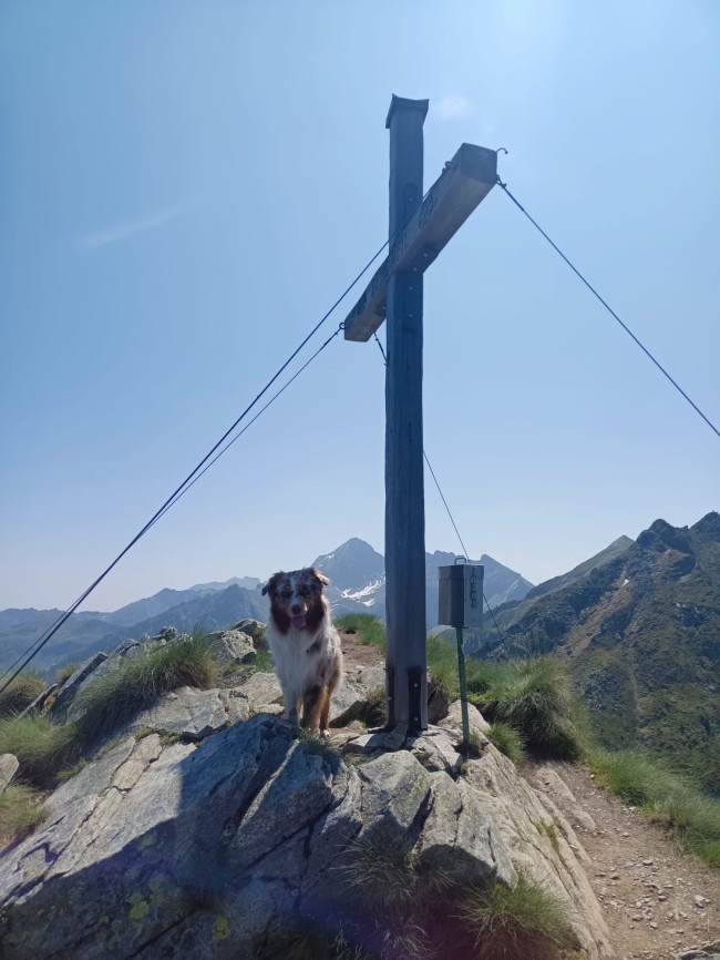 Unser Hofhund Jaro beim Gipfelsturm