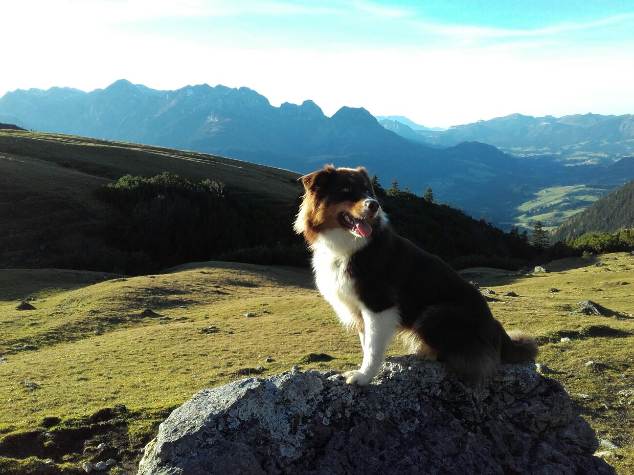Urlaub mit Hund am Dirtlergut in Hauser im Ennstal