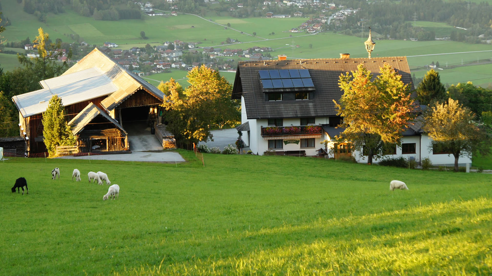 Bauernhof mit Schafen auf grüner Wiese in ländlicher Landschaft bei Sonnenuntergang